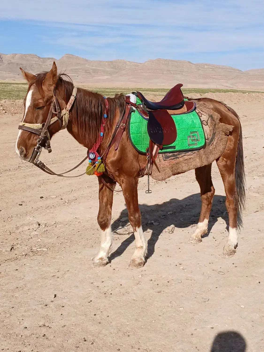 مادیون خود یورقه|اسب و تجهیزات اسبسواری|قوچان, |دیوار