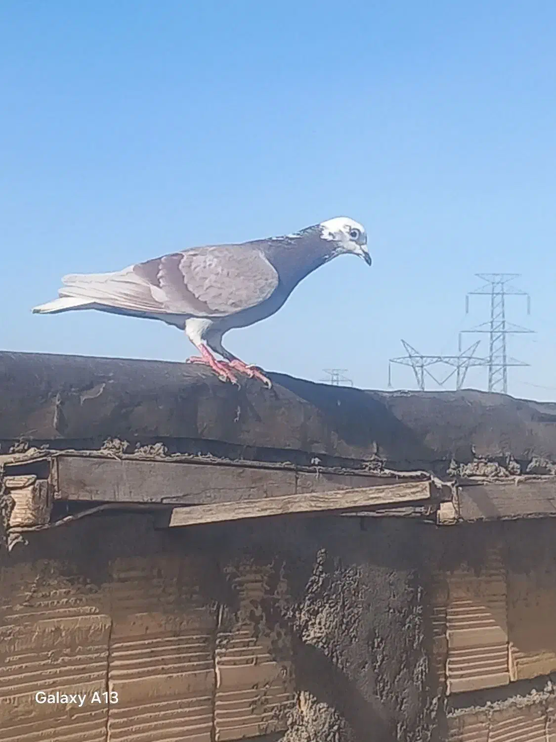 کبوتر پرشی|پرنده|مشهد, فرخد|دیوار