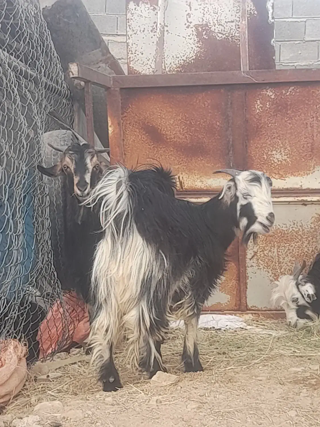 فروش ۳ عدد کهره نر چاق|حیوانات مزرعه|جنت, |دیوار