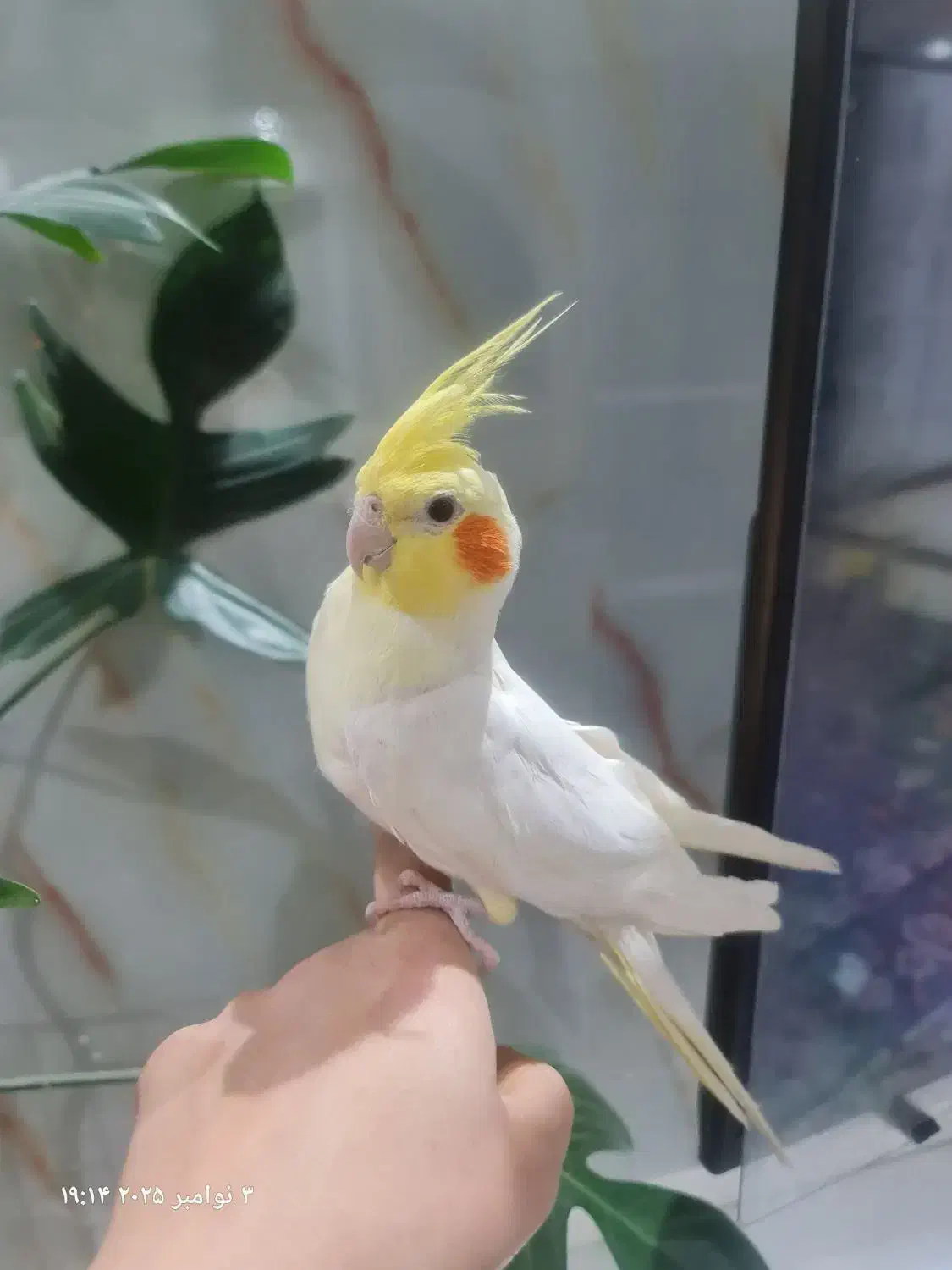 جفت عروس هلندی نر سخنگو|پرنده|هشتگرد, شهرک پامچال|دیوار