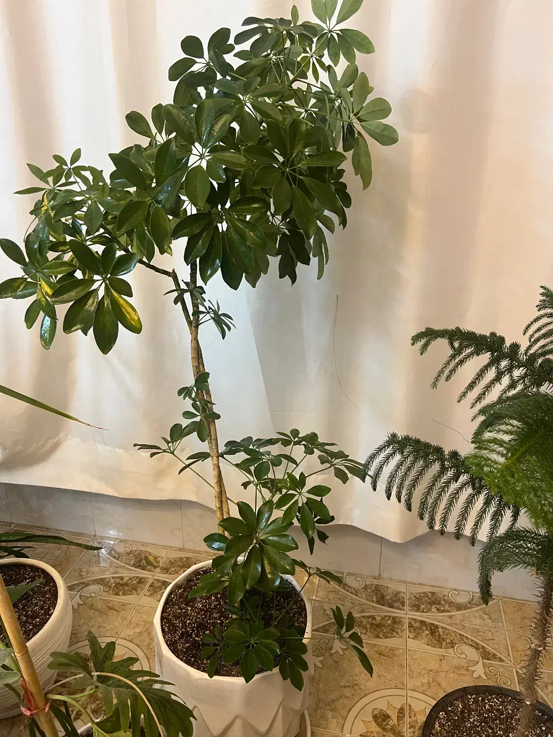 گل شفلرا و حاج مطبق|گل و گیاه طبیعی|سبزوار, امیر کبیر|دیوار