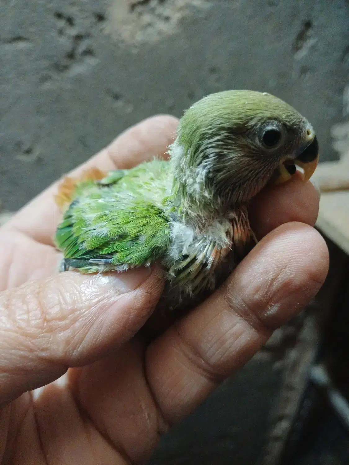 طوطی سرلاکی|پرنده|شوش, |دیوار