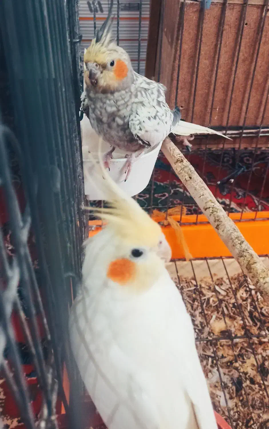 عروس هلندی|پرنده|شهرکرد, |دیوار