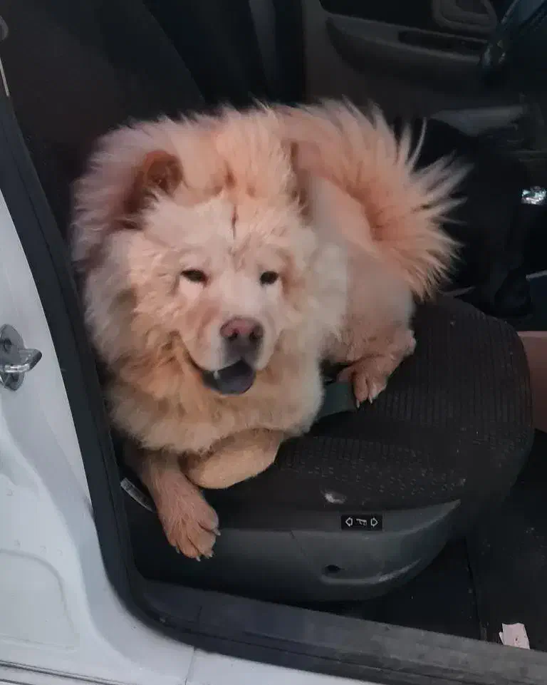 سگ چاوچاو|سگ|محلات, |دیوار