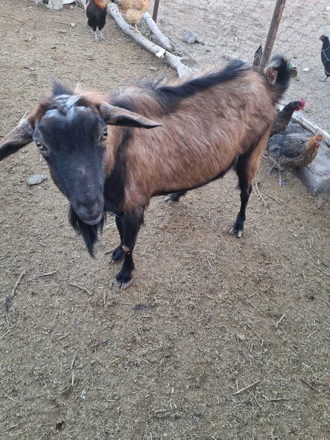 نری الپاین|حیوانات مزرعه|سیرجان, |دیوار