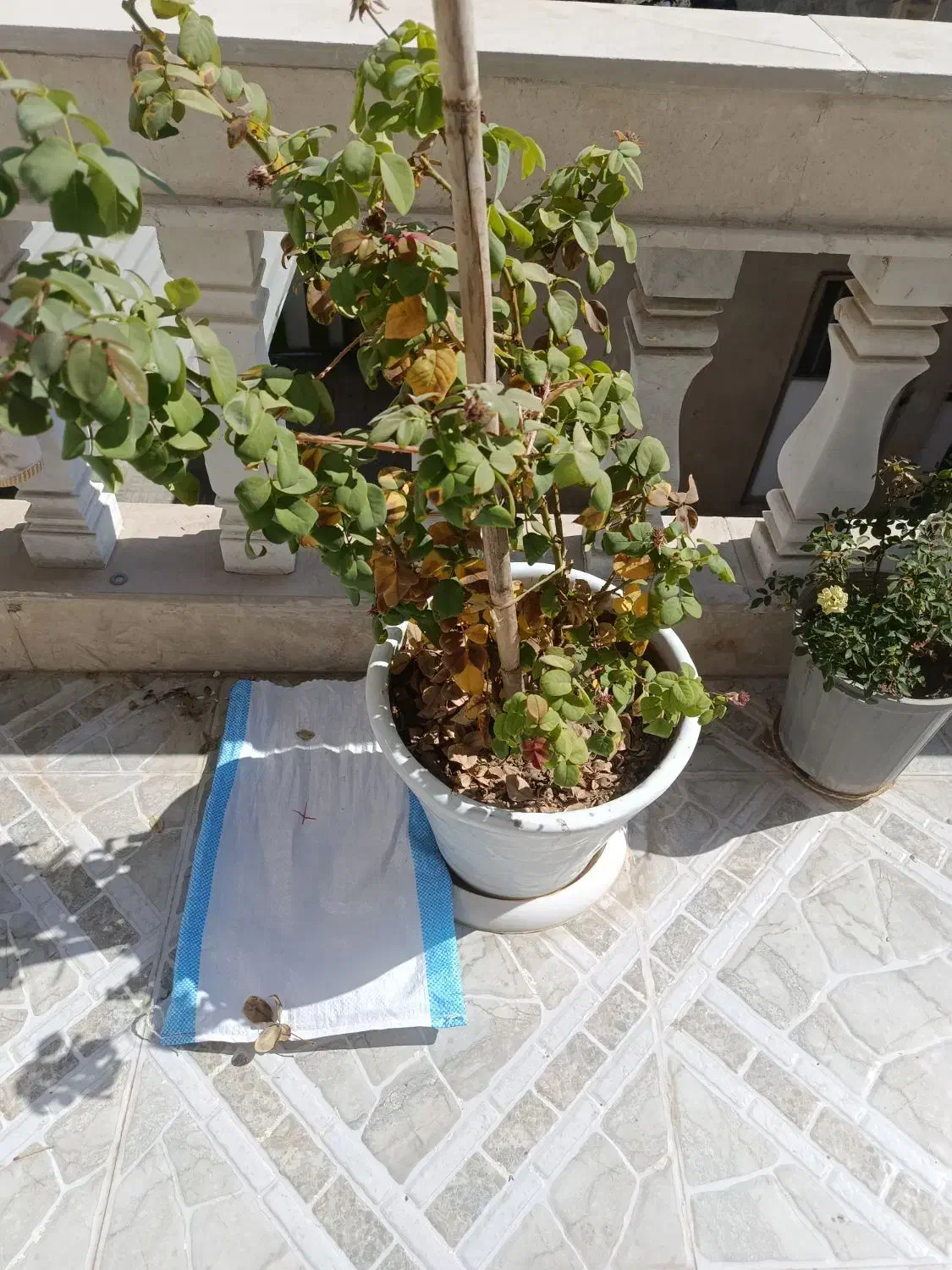 فروش گل های ۷ رنگ با گلدان بزرگ|گل و گیاه طبیعی|یاسوج, |دیوار