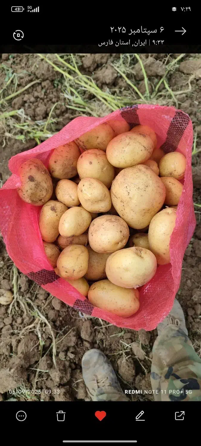 سیب زمینی بذری ۴۰۳|حراج|اقلید, |دیوار