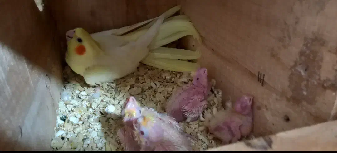 جفت عروس لوتینو مولد به شرط فیلم و عکس|پرنده|ساری, |دیوار