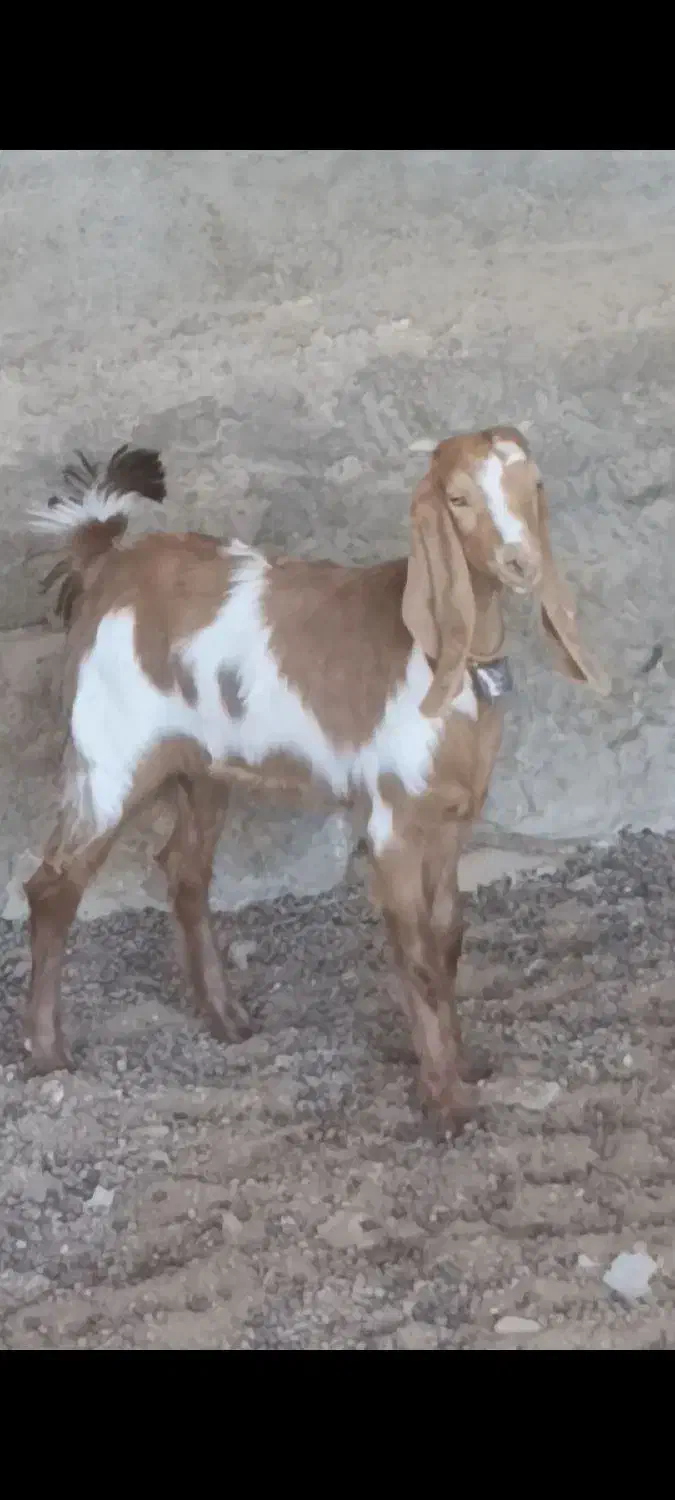 یک راس بزغاله ماده خوشکل گوش بلند قیمت مناسب|حیوانات مزرعه|کاشمر, |دیوار