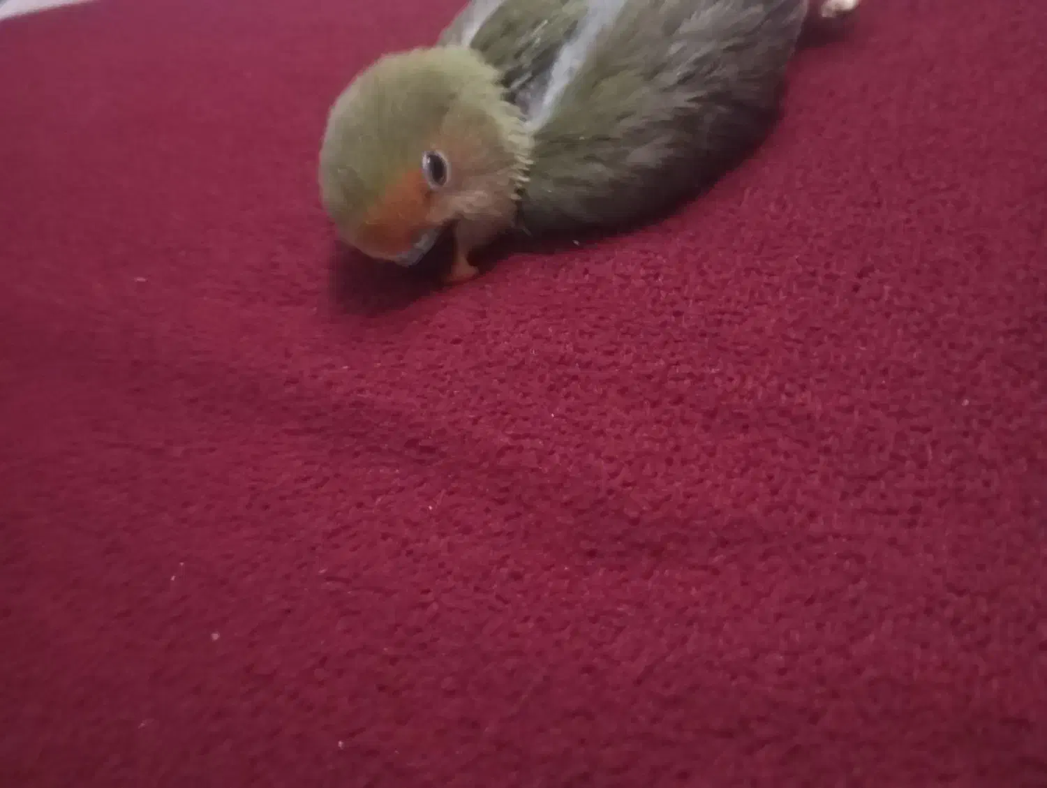 طوطی کوتوله سرلاکی|پرنده|حمیدیا, |دیوار