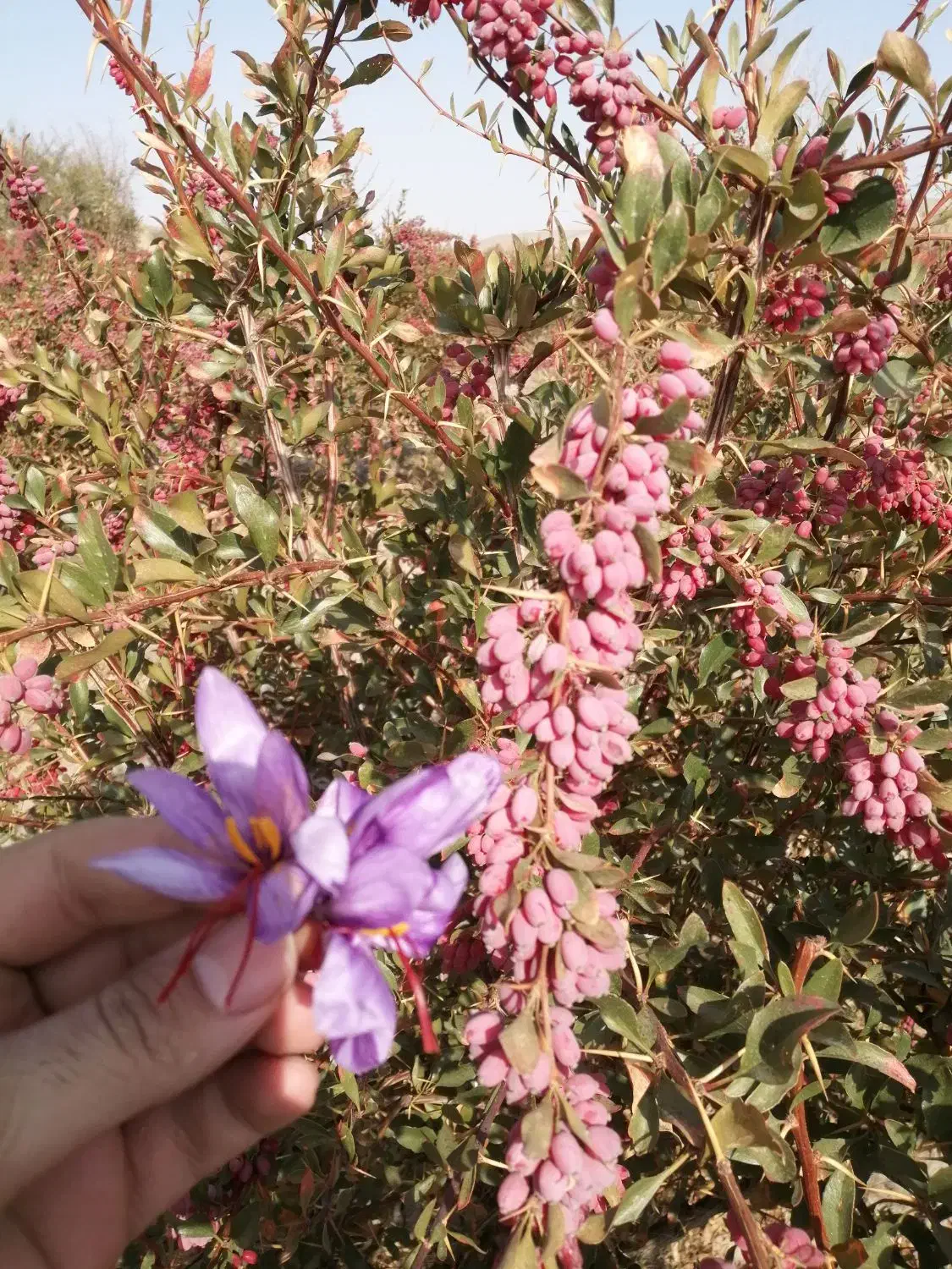 زرشک و آب زرشک|خوردنی و آشامیدنی|تهران, ازگل|دیوار
