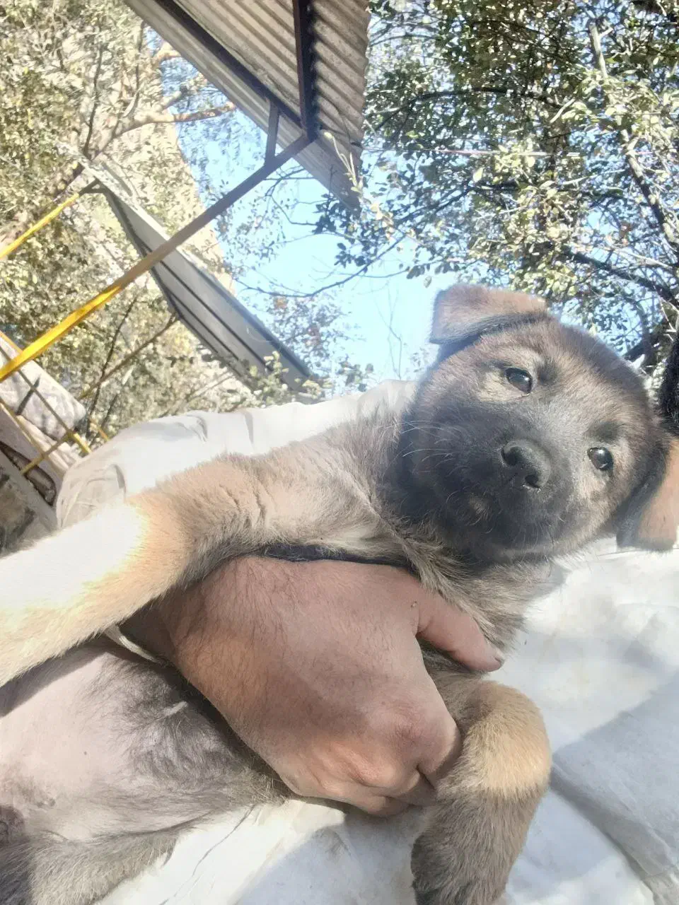 سگ ژرمن|سگ|مشهد, گاز|دیوار