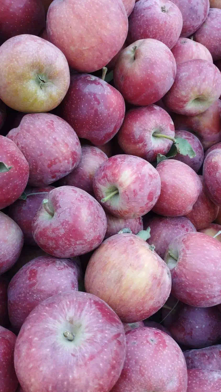 تفاله سیب|حیوانات مزرعه|نوشین شهر, |دیوار