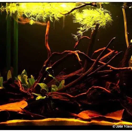 عصاره برگ کاتاپا.ماهی .فایتر. اکواریم.گیاه|ماهی|آبادان, |دیوار