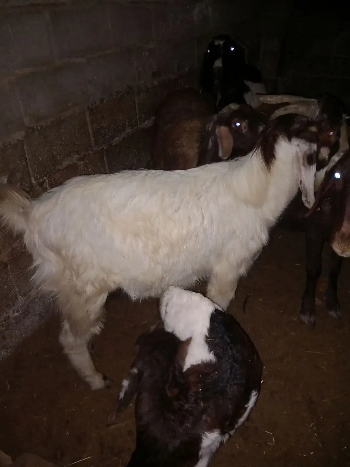 بز جوان|حیوانات مزرعه|آق قلا, |دیوار