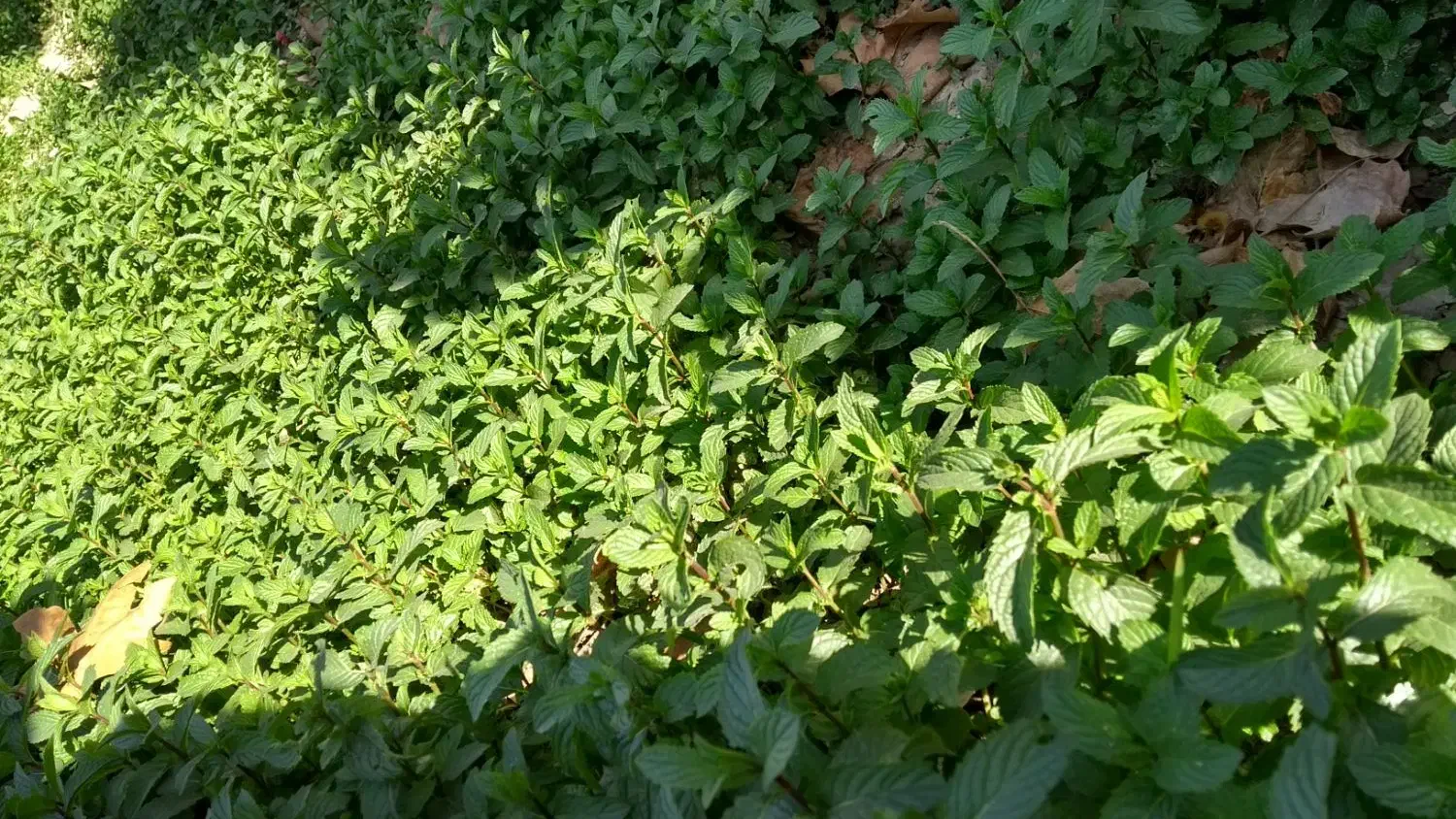 ریشه نعنا|گل و گیاه طبیعی|خمینیشهر, |دیوار