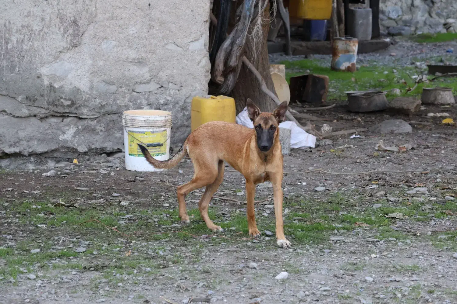 واگذاری سگ مالینیوز|سگ|گرگان, |دیوار