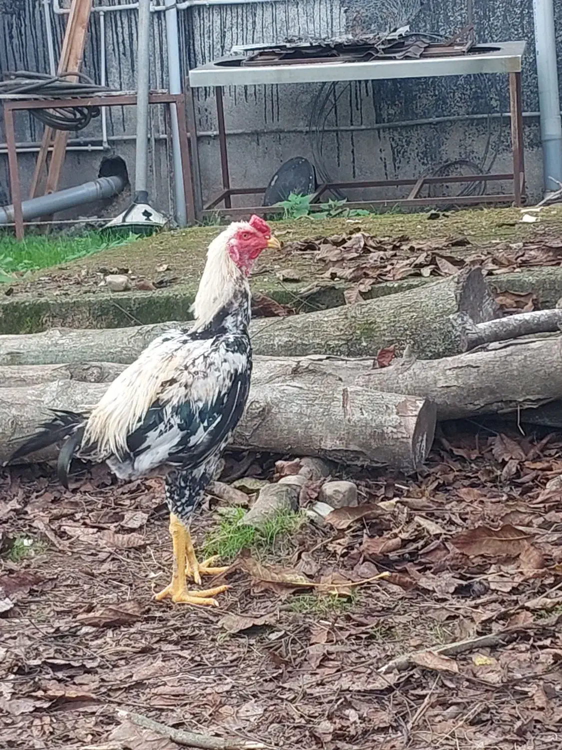 خروس لاری صابونی رنگ۶ماهه|حیوانات مزرعه|تالش, جوکندان|دیوار