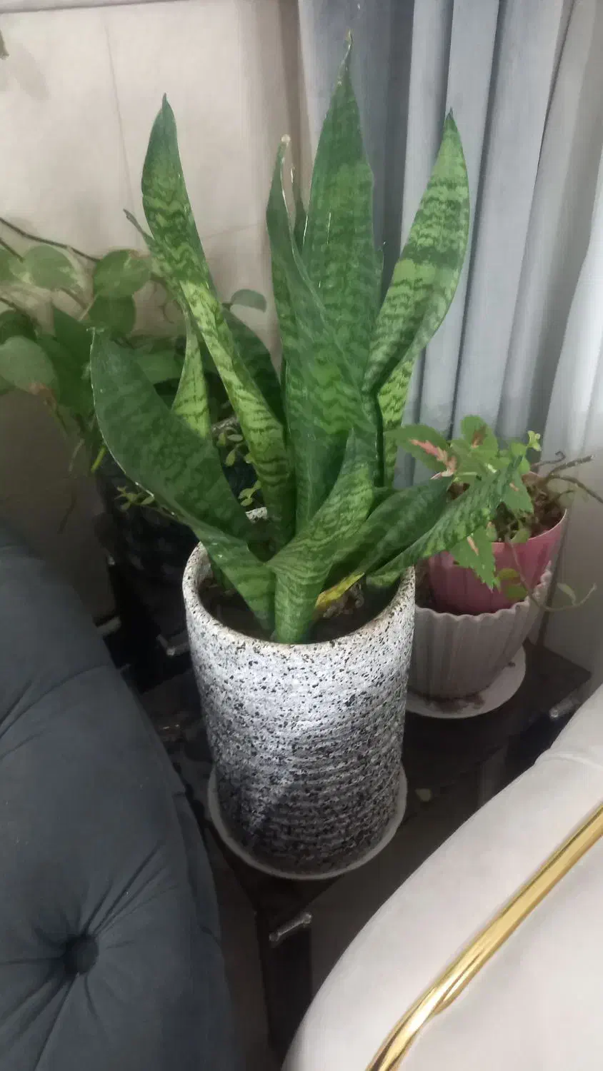 گل سرحال وسالم|گل و گیاه طبیعی|ساوه, |دیوار