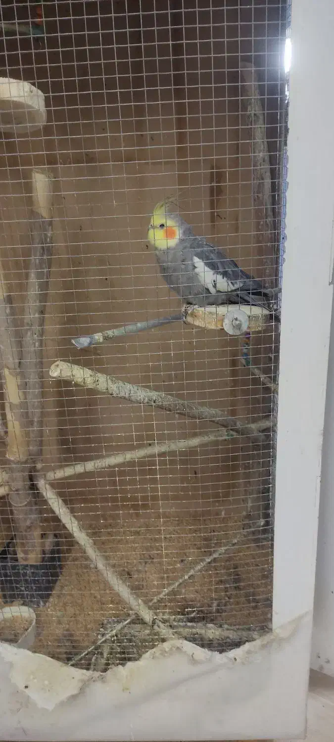 عروس هلندی ،کوتوله ،مرغ عشق،قفس بزرگ|پرنده|مشهد, تربیت (صدف)|دیوار