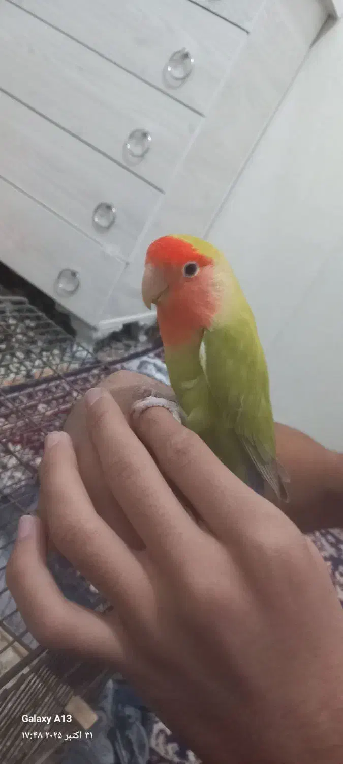 کوتوله|پرنده|طبس, |دیوار