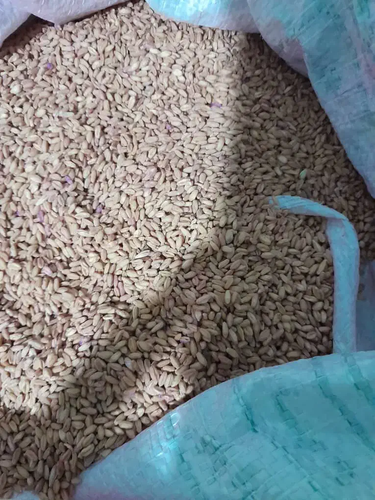 گندم کوهدشت .بوجارشده . تمیز|خوردنی و آشامیدنی|کوهنانی, |دیوار