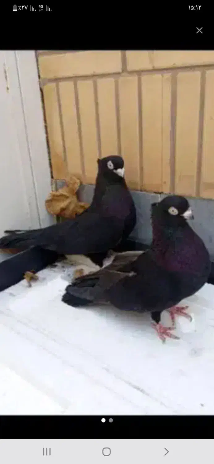 جفت صرب|پرنده|شاهینشهر, شهرک ردانی پور|دیوار