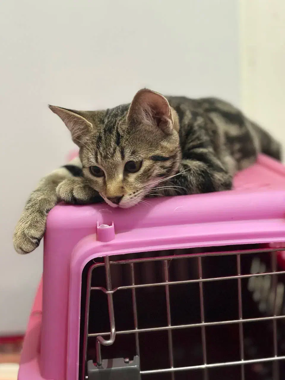 گربه واگذاری|گربه|گرگان, |دیوار