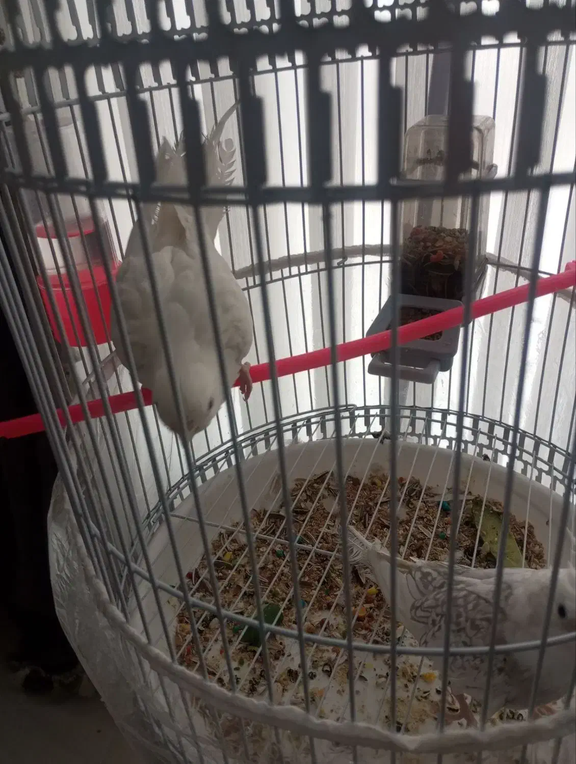 عروس هلندی آلبینو جفت|پرنده|مشهد, گلبرگ|دیوار