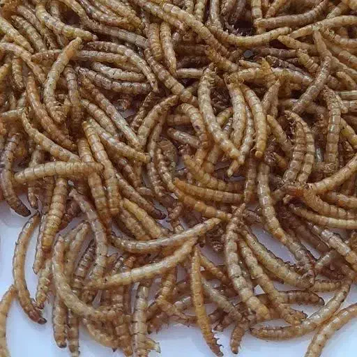 میلورم زنده و خشک و لارو مگس سرباز خشک|لوازم جانبی حیوانات|اهواز, زندوکیلی|دیوار