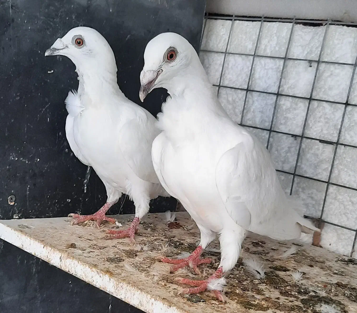 کبوتر بزک ،فری ،کویتی، پلنگی .آس|پرنده|گنبد کاووس, |دیوار