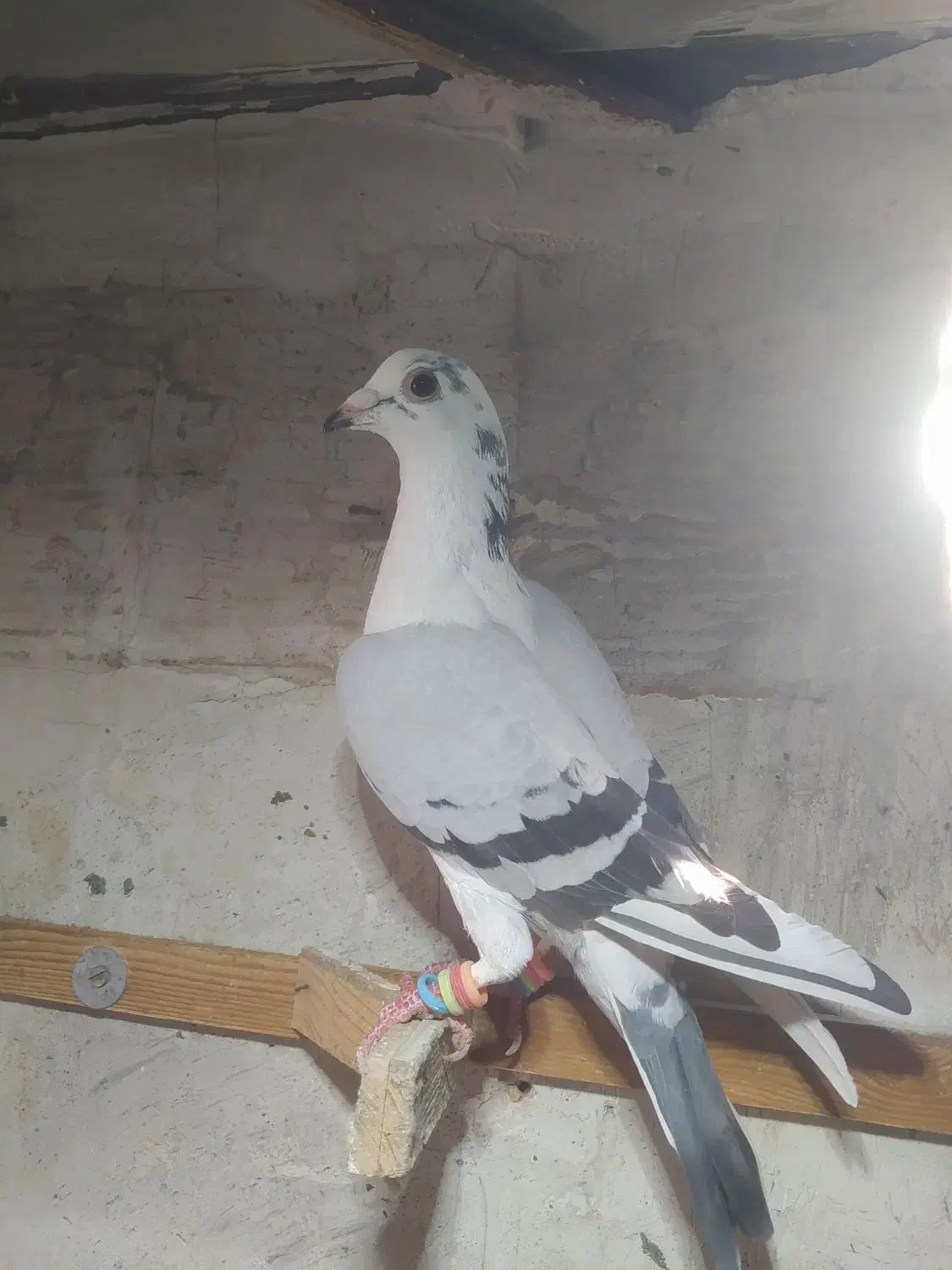 شامی وسارسرخ|پرنده|مشهد, هفده شهریور|دیوار