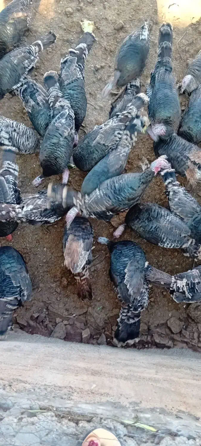 5عدد بوقلمون ماده|حیوانات مزرعه|هرسین, |دیوار