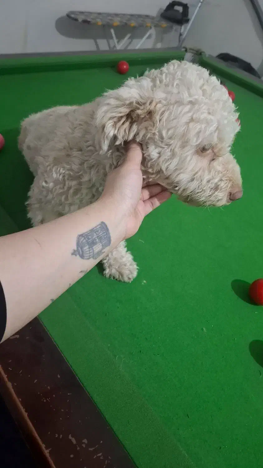 واگذاری سگ|سگ|اهواز, فرهنگ شهر|دیوار