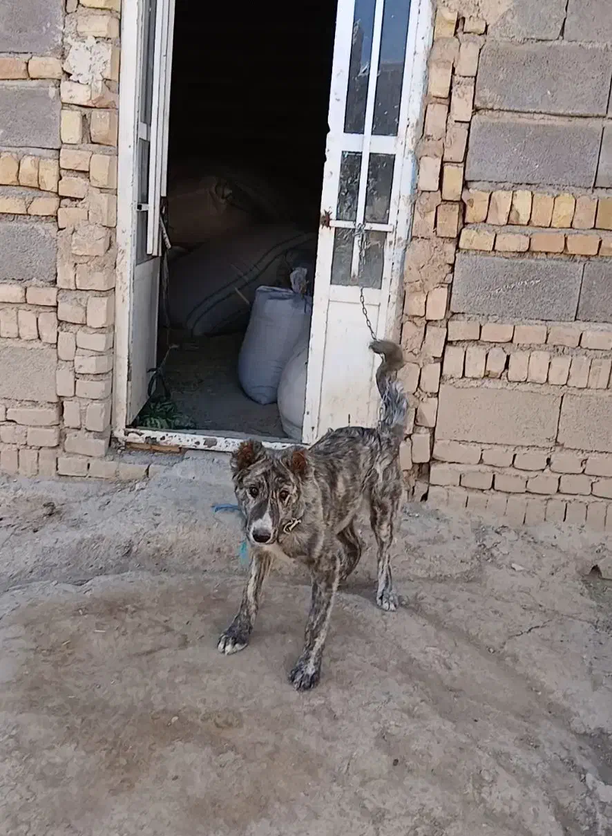 سگ اصیل|سگ|گل تپه, |دیوار