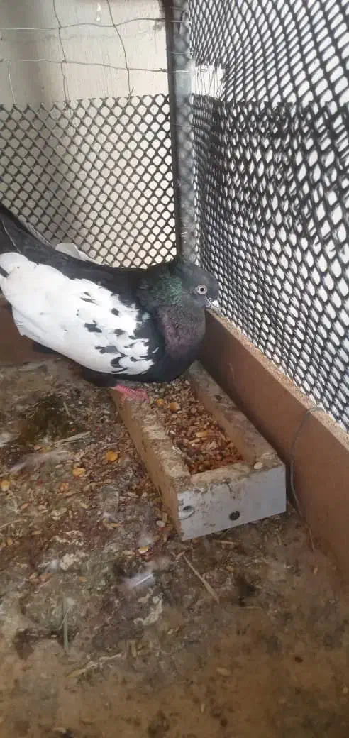 کبوتر سینه ای|پرنده|مسجد سلیمان, |دیوار