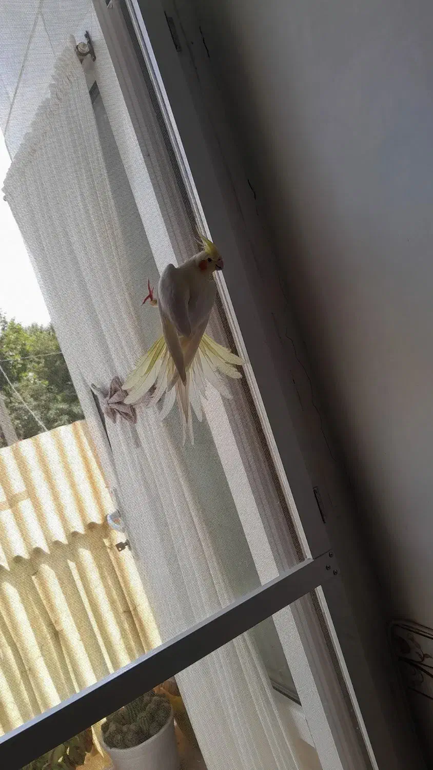 عروس هلندی|پرنده|ملایر, |دیوار