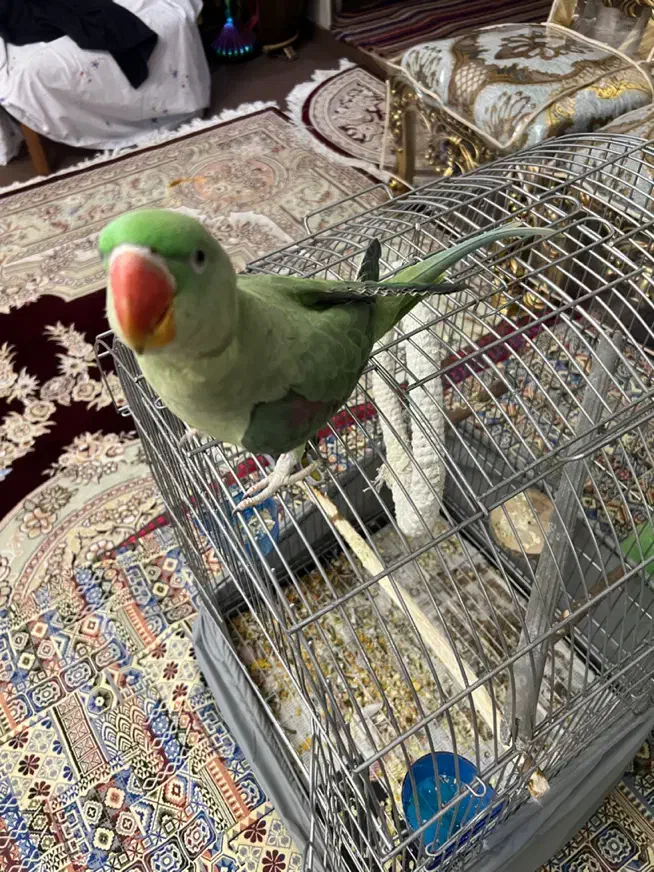 شاه طوطی جوجه تهران ۹ ماهه|پرنده|تهران, فلاح|دیوار