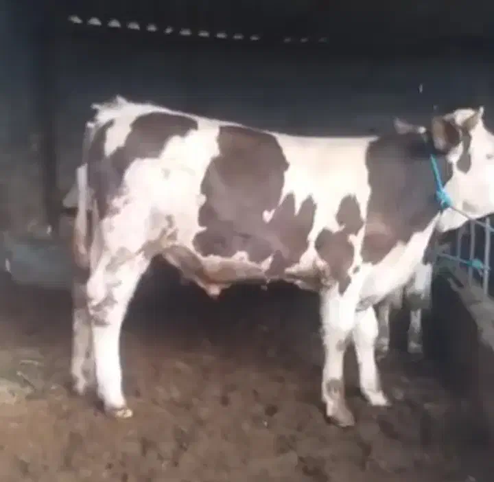 فروش گوساله سیمینتال و محلی|حیوانات مزرعه|سیجوال, |دیوار