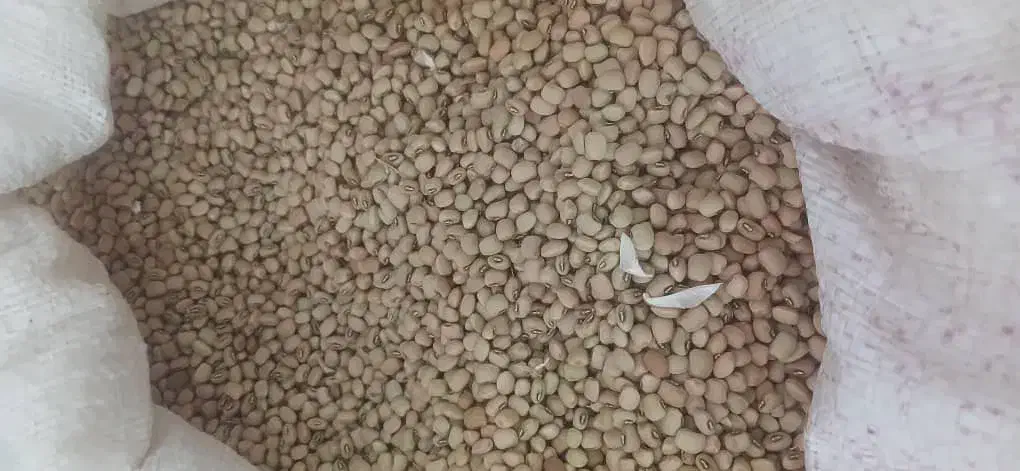 لوبیا کیلویی ۱۴۰|خوردنی و آشامیدنی|دره شهر, |دیوار