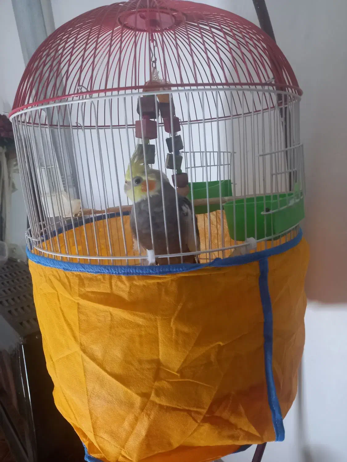 طوطی سخنگو سرحال با تمام امکانات|پرنده|رشت, جانبازان|دیوار