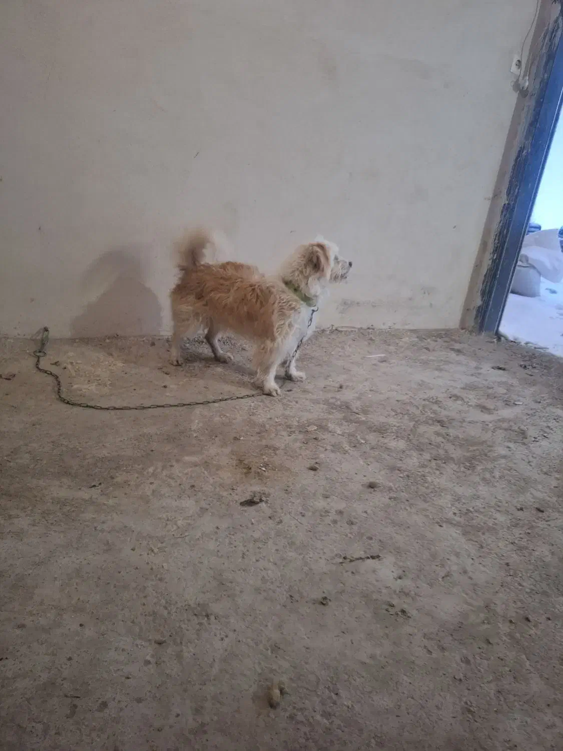 سگ پاکوتاه|سگ|اردبیل, |دیوار