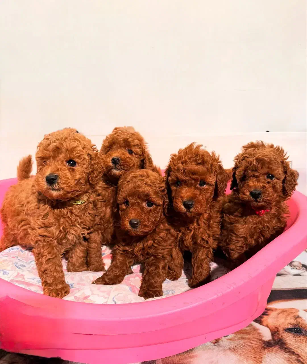 توله سگ توی پودل رد وارداتی ۷۰ روز|سگ|تهران, سعادت‌آباد|دیوار