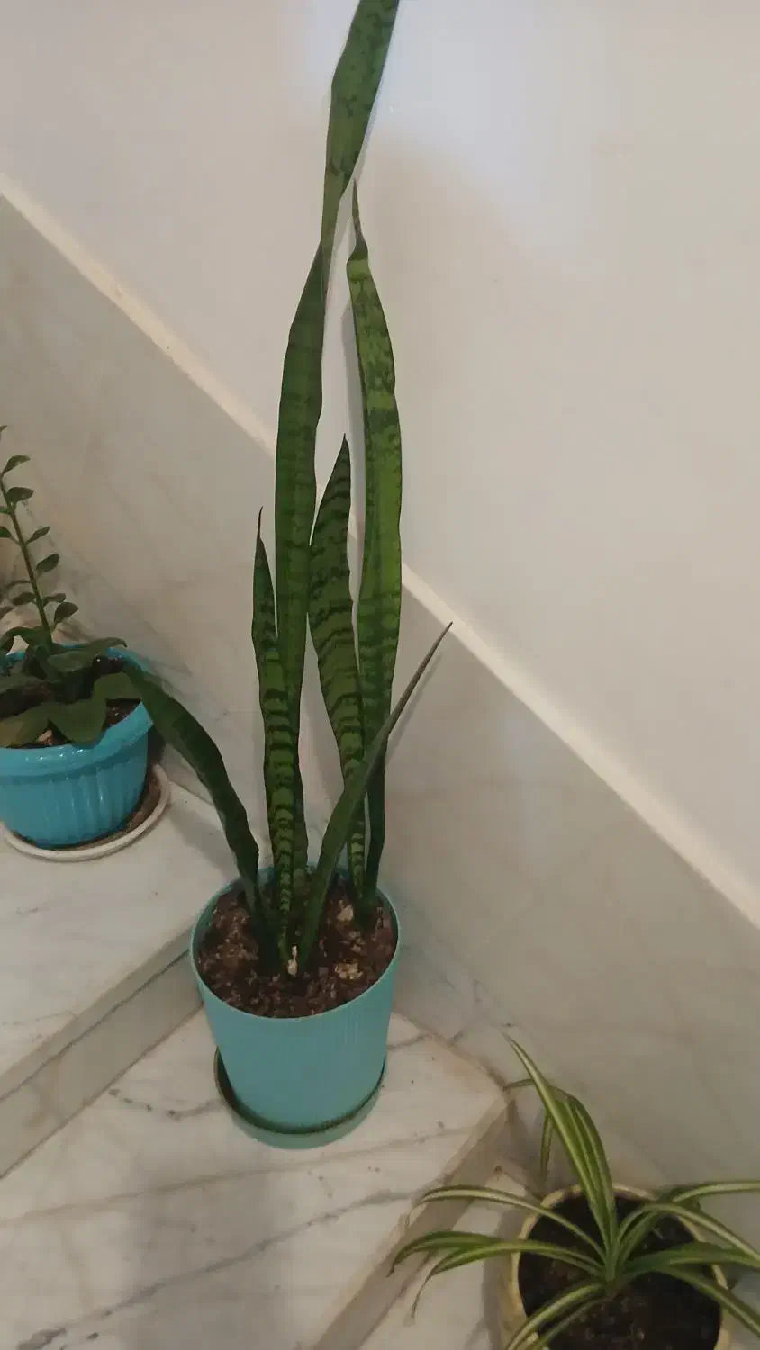 گلهای طبیعی سرحال هدیه روز مادر و زن|گل و گیاه طبیعی|شیراز, گویم|دیوار