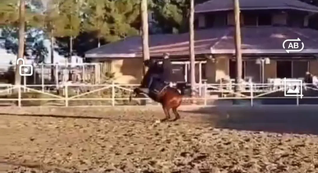 فروش اسب|اسب و تجهیزات اسب‌سواری|اصفهان, شهرک صنعتی جی|دیوار