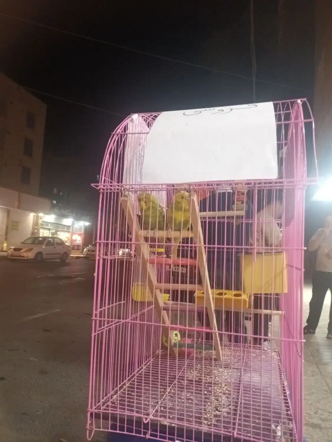 ۲ عدد مرغ عشق|پرنده|رباط‌کریم, رباط‌کریم|دیوار