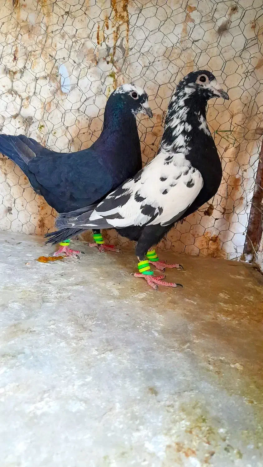 سوسکی زاغ سار پلنگ کرمونی دمسفیدشاخدارساده شیرازی|پرنده|تربتحیدریه, یحیی آباد|دیوار