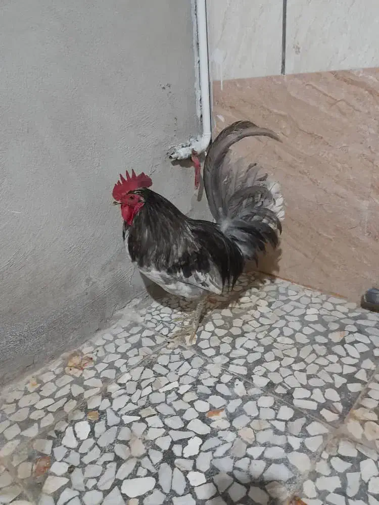 خروس|حیوانات مزرعه|اهرم, |دیوار