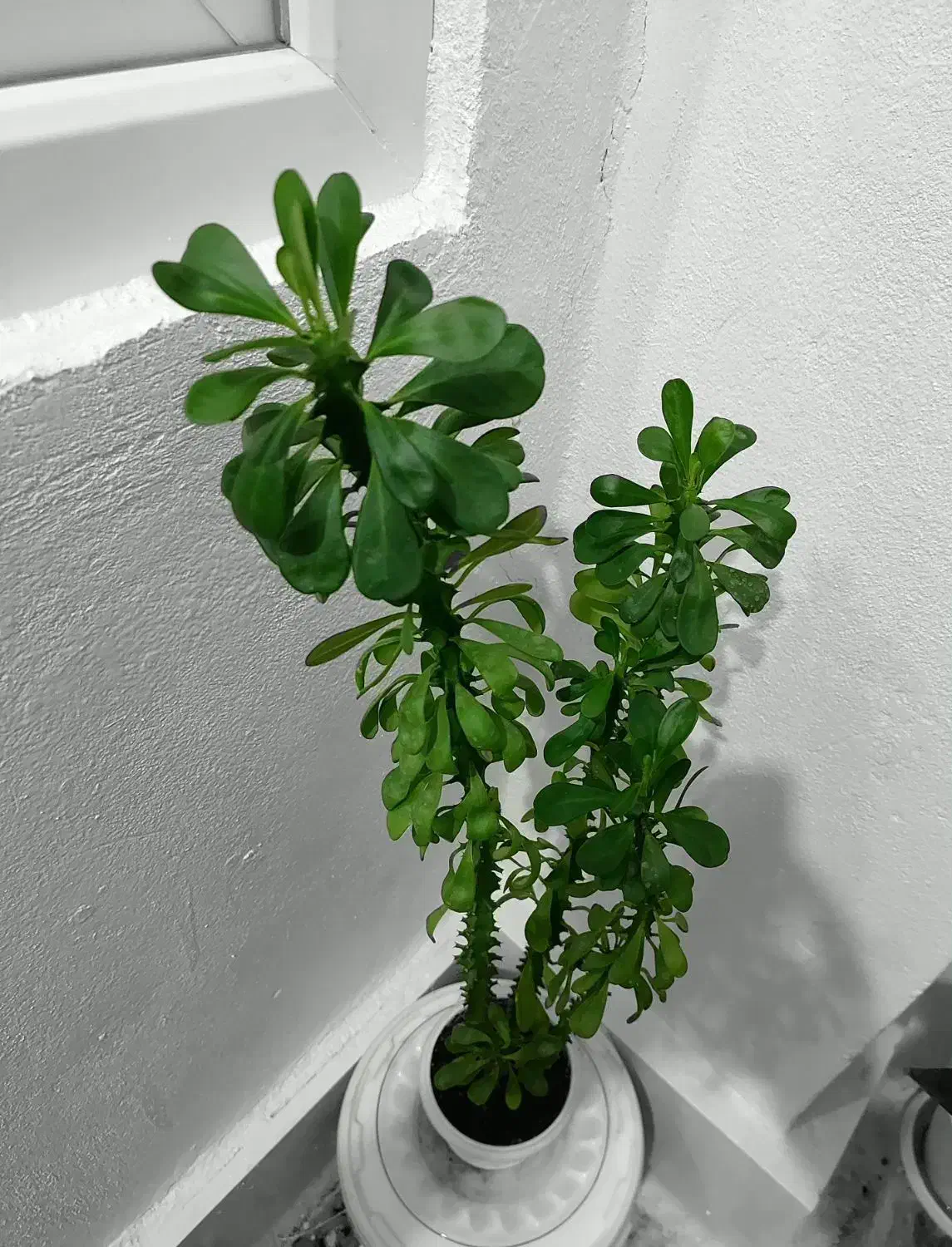 گل آپارتمانی|گل و گیاه طبیعی|سنقر, |دیوار