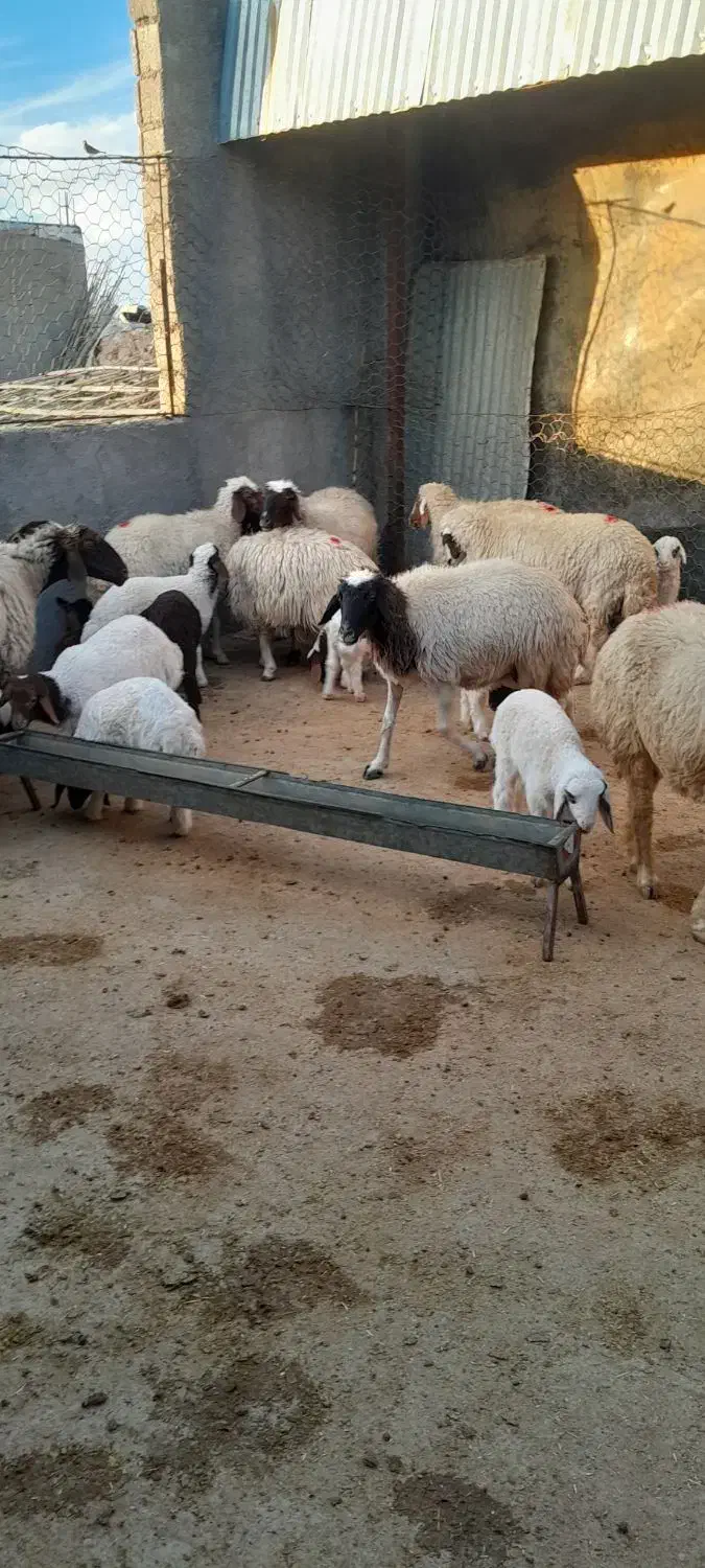 فروش نقدی جفتی ۴۶ تومن|حیوانات مزرعه|آبدانان, |دیوار